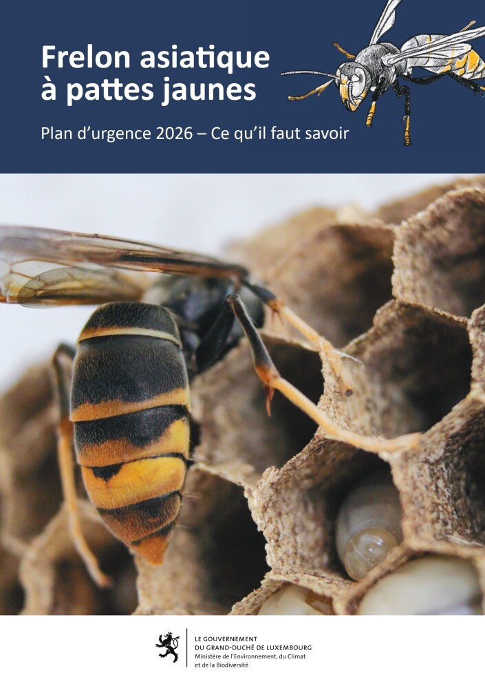 [Nouvelle réglementation] Frelon asiatique à pattes jaunes