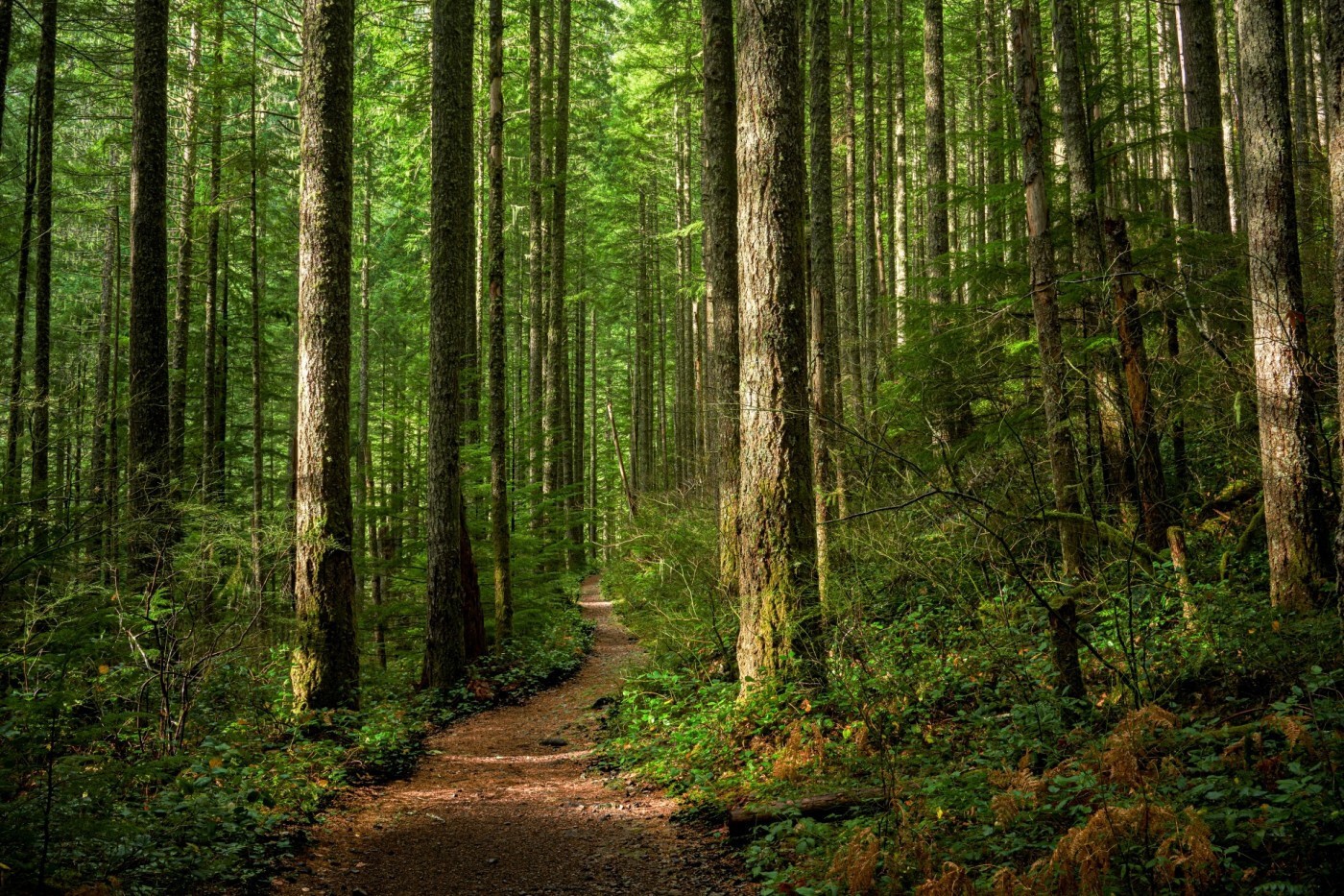 Forêt communale