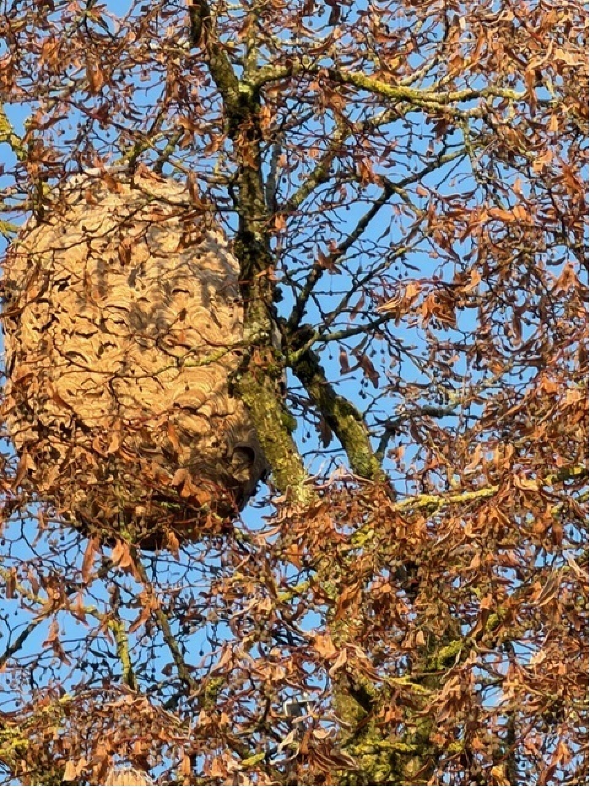 Die Farbenpracht des Herbstes und dessen Überraschungen / Les beautés de l’automne … et les surprises !