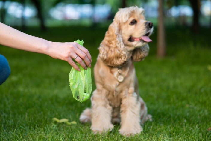 Déclarer son chien