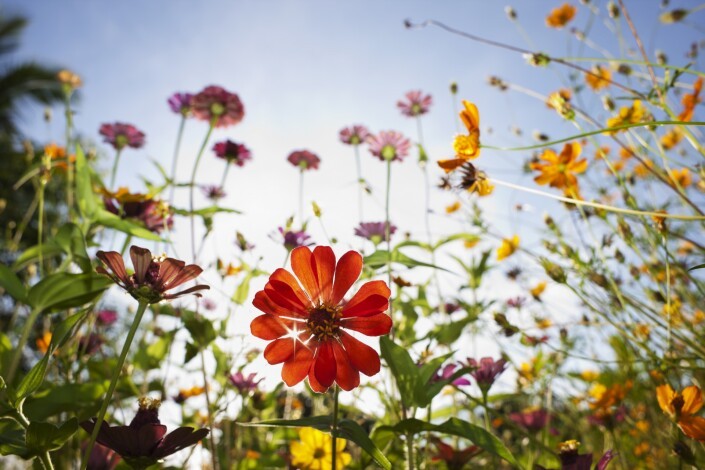 Blummewiss unzeleeën / aménager une prairie fleurie / create a wildflower meadow